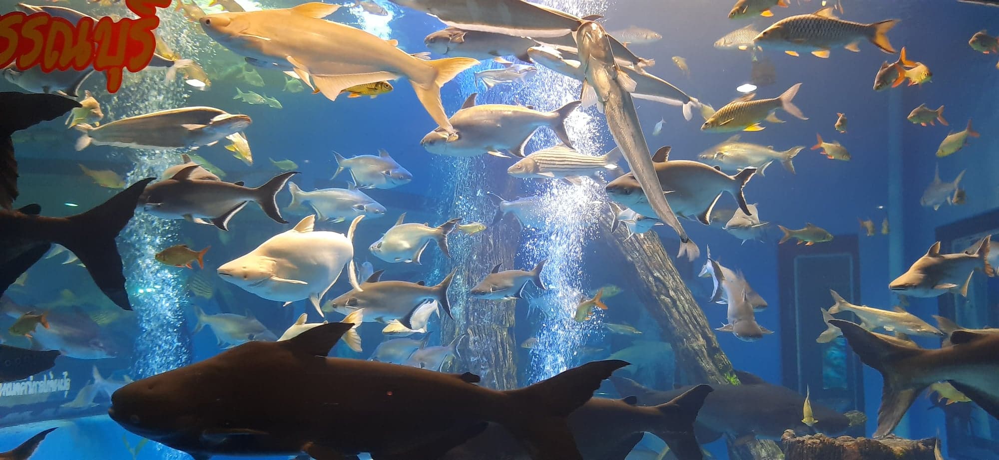 บึงฉวาก ปลาน้ำจืดหลากหลายพันธ์ุ