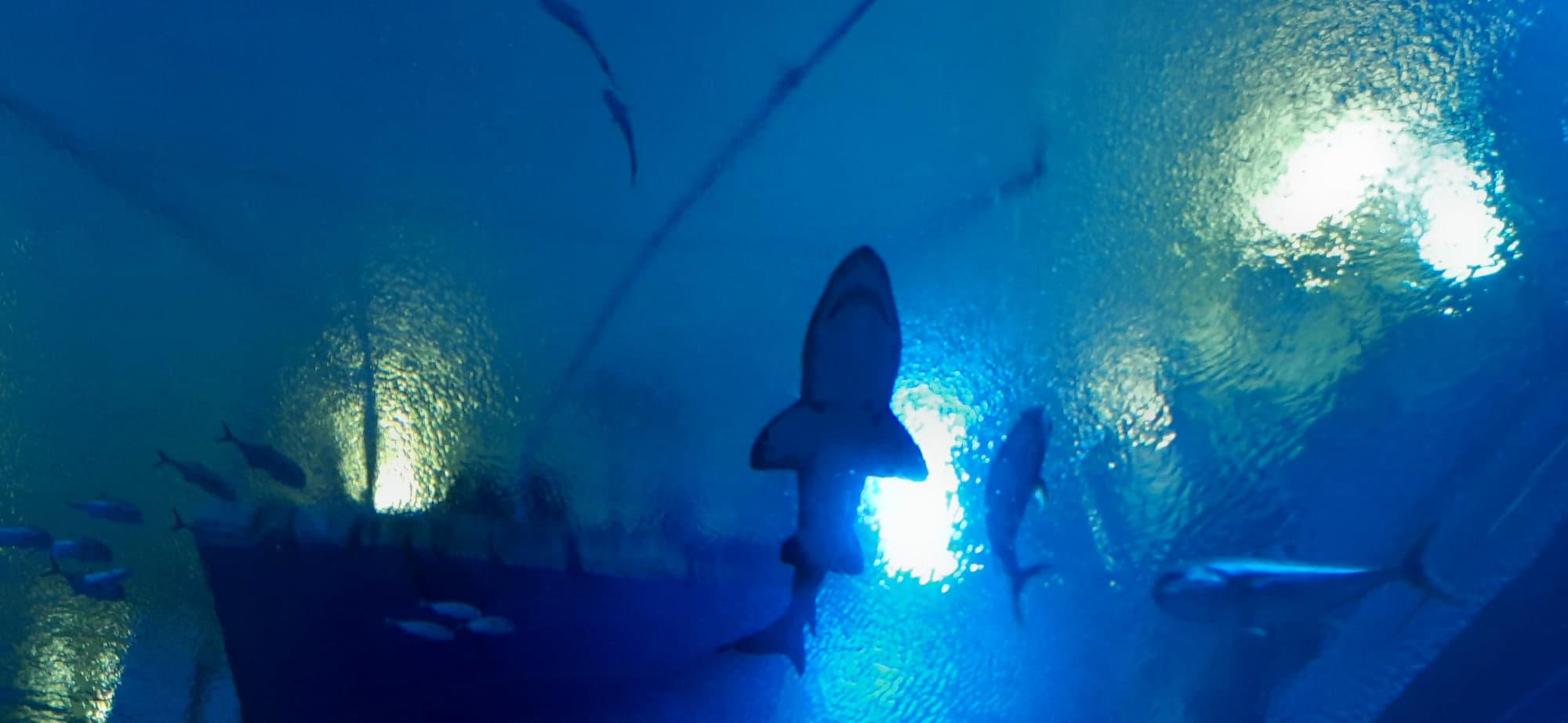 เที่ยวบึงฉวาก ชมปลาใต้ท้องทะเล