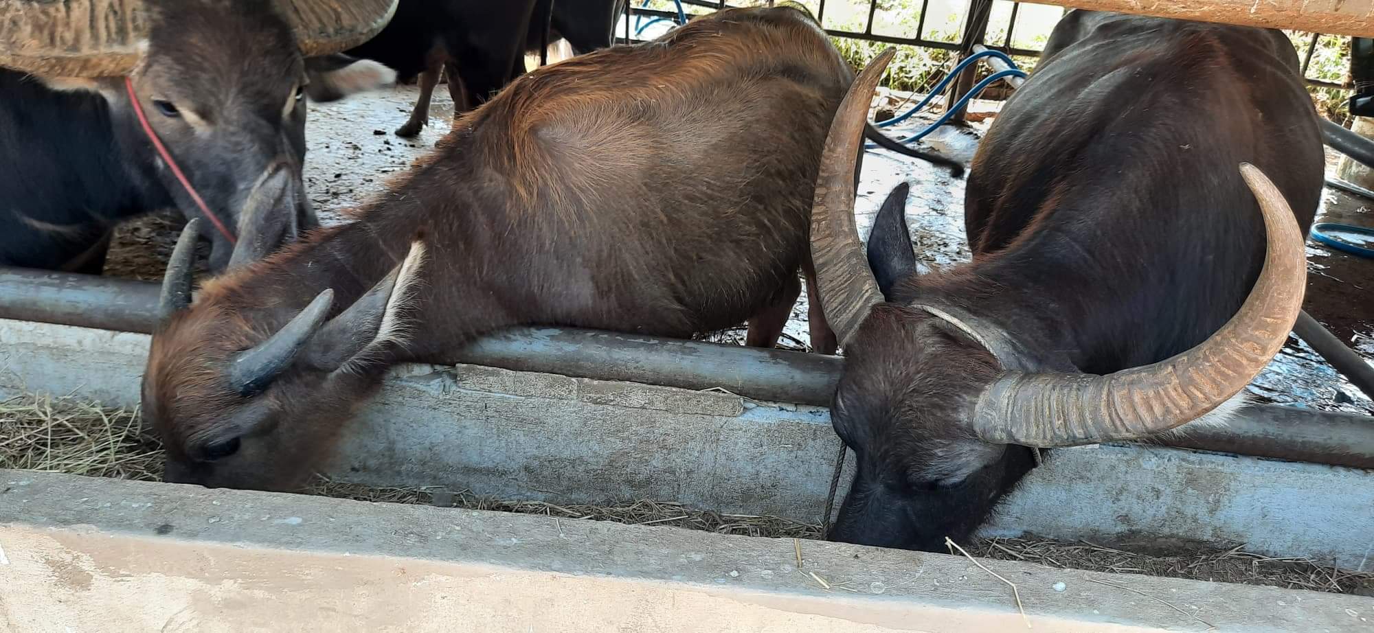 เรียนรู้วิถีชนบทที่หมู่บ้านอนุรักษ์ควายไทย