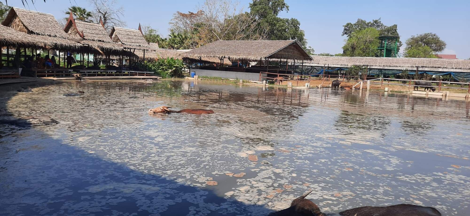 หมู่บ้านควายไทย ช่วยให้เด็กได้เรียนรู้วิถีชนบทไทย