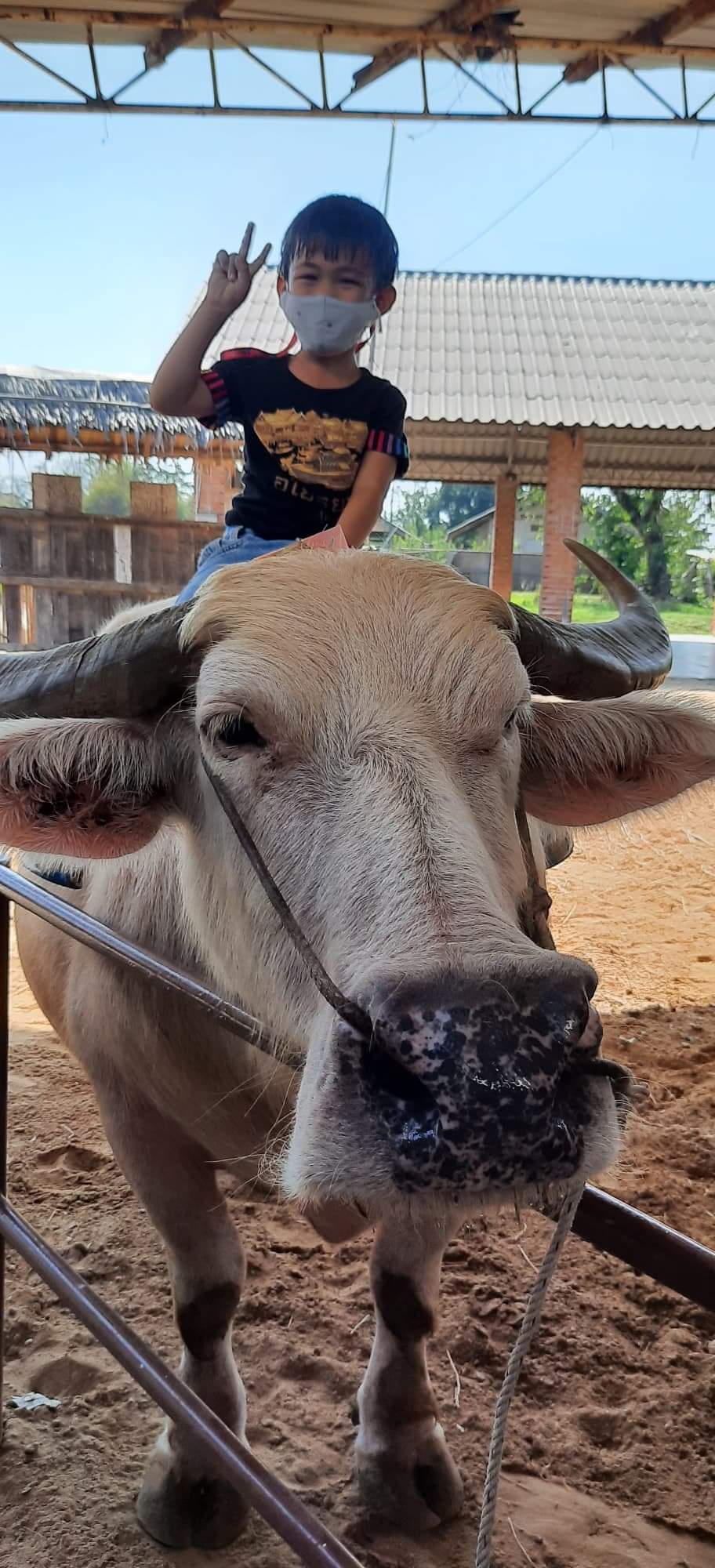 ลูกชายตื่นเต้นได้สัมผัสการขี่หลังควายจริงๆ
