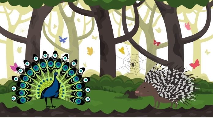 นิทานก่อนนอน นิทานเรื่องสั้น นกยูงจอมหยิ่ง