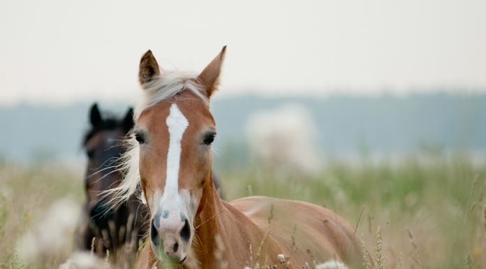 ภาพประกอบนิทาน