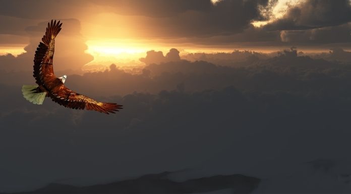 ภาพประกอบนิทาน เรื่องราวขนนก