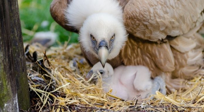 ภาพประกอบนิทาน เรื่องราวขนนก